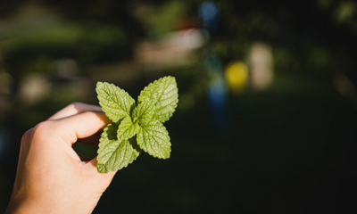 We Bet You Didn’t Know the Health Benefits of These 10 Herbs & Spices
