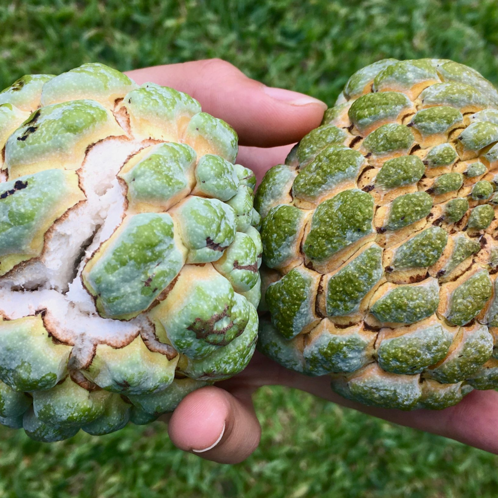 Brazilian Sugar Apple/Sweetsop (Single)