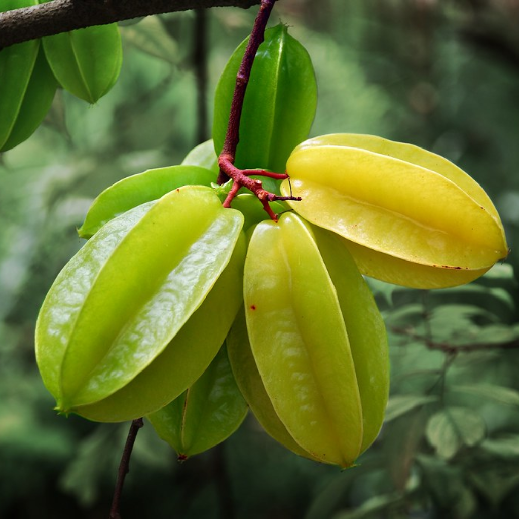 Malaysian Star Fruit (Single)
