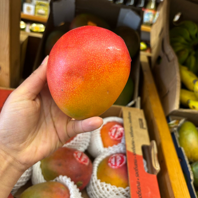 Peruvian Kent Mango (Single)