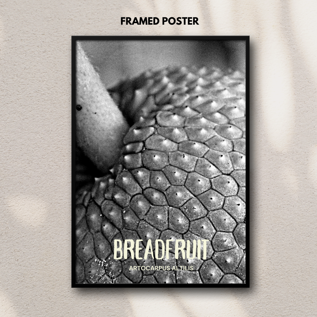 Bread fruit