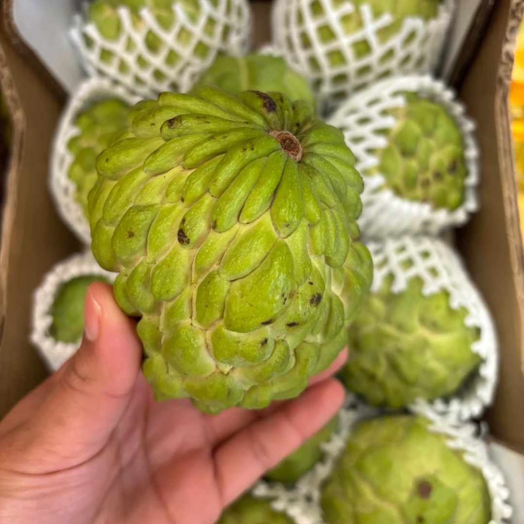 Brazilian Sugar Apple/Sweetsop (Single)