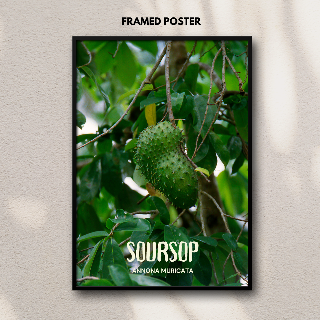 Soursop - Annona Muricata Poster Print