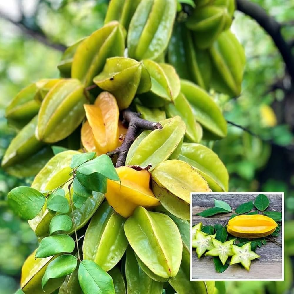 Malaysian Star Fruit (Single)