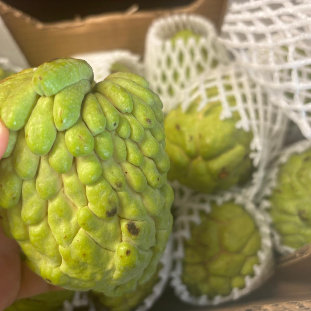 Brazilian Sugar Apple/Sweetsop (Single)