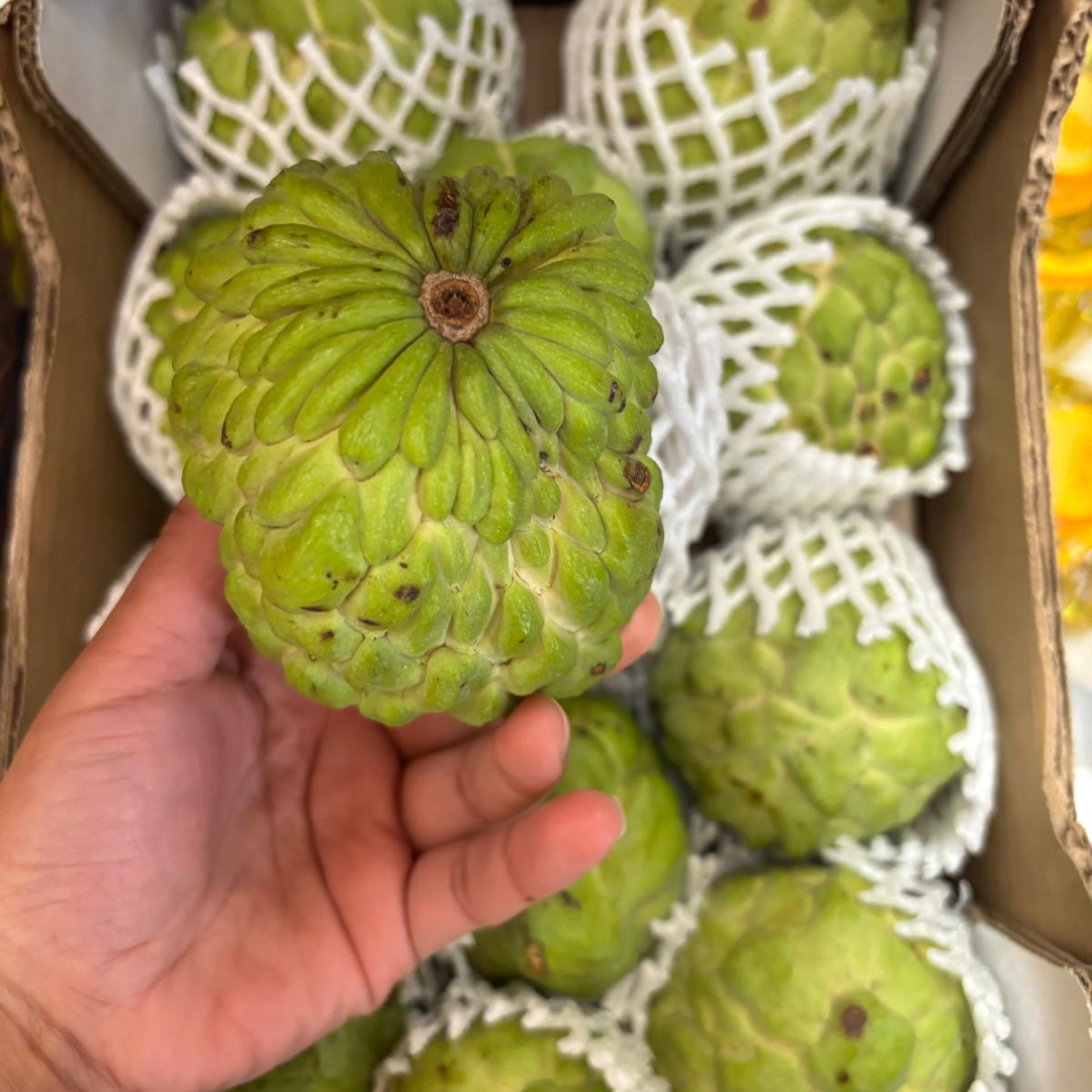 Brazilian Sugar Apple/Sweetsop (Single)