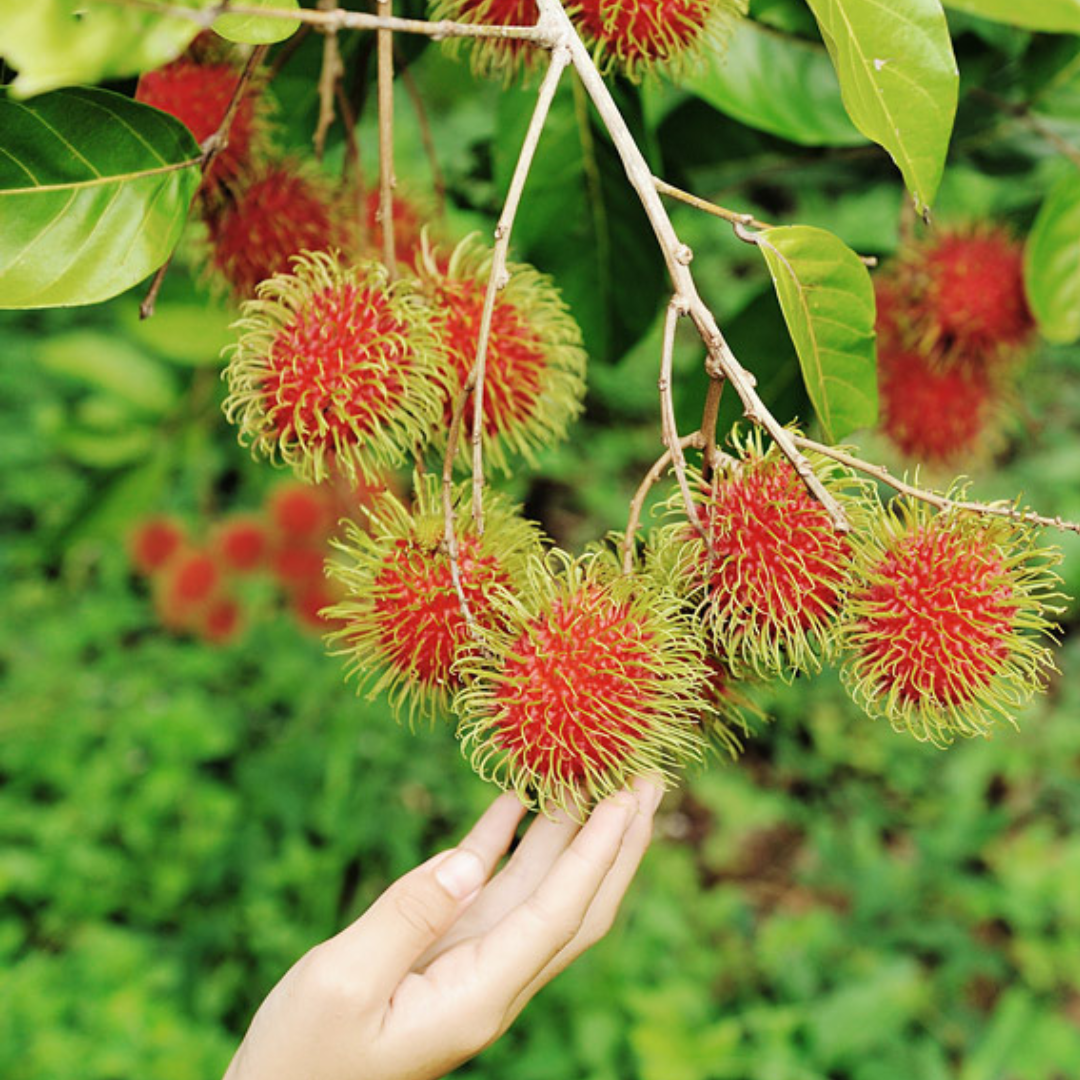 Vietnamese Rambutan - 1 Pack (Approx 500g)