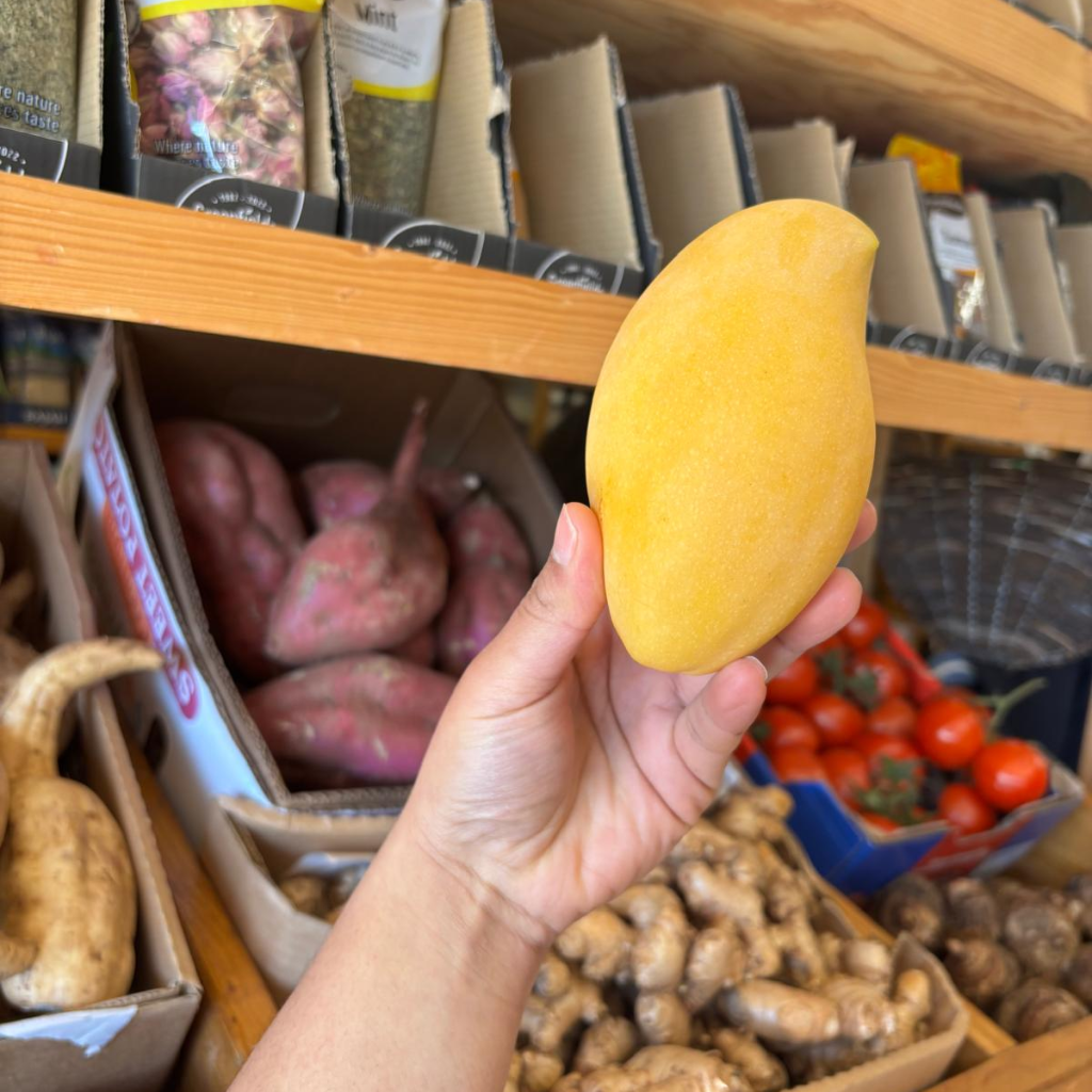 Thai Honey Mango (Mangifera Indica) (Single)