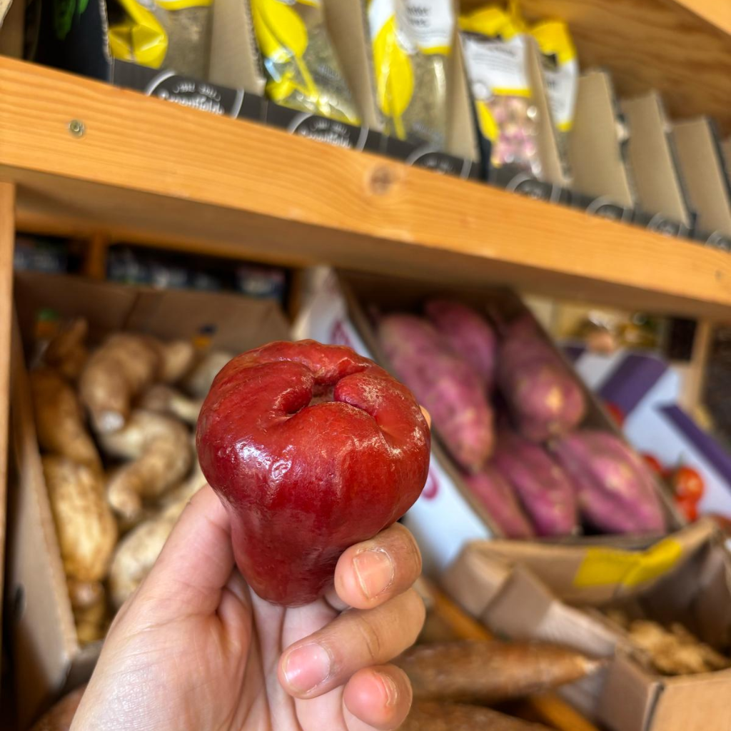 Thai Rose Red Java Apple (Eugenia Javanica Lam) (Single)