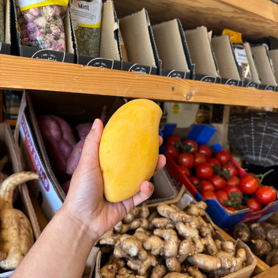 Thai Honey Mango (Mangifera Indica) (Single)
