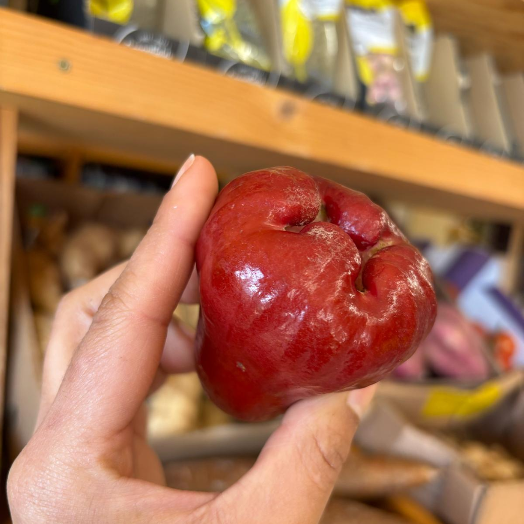 Thai Rose Red Java Apple (Eugenia Javanica Lam) (Single)