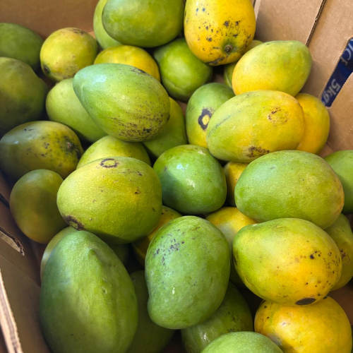 Small Jamaican Common Mango