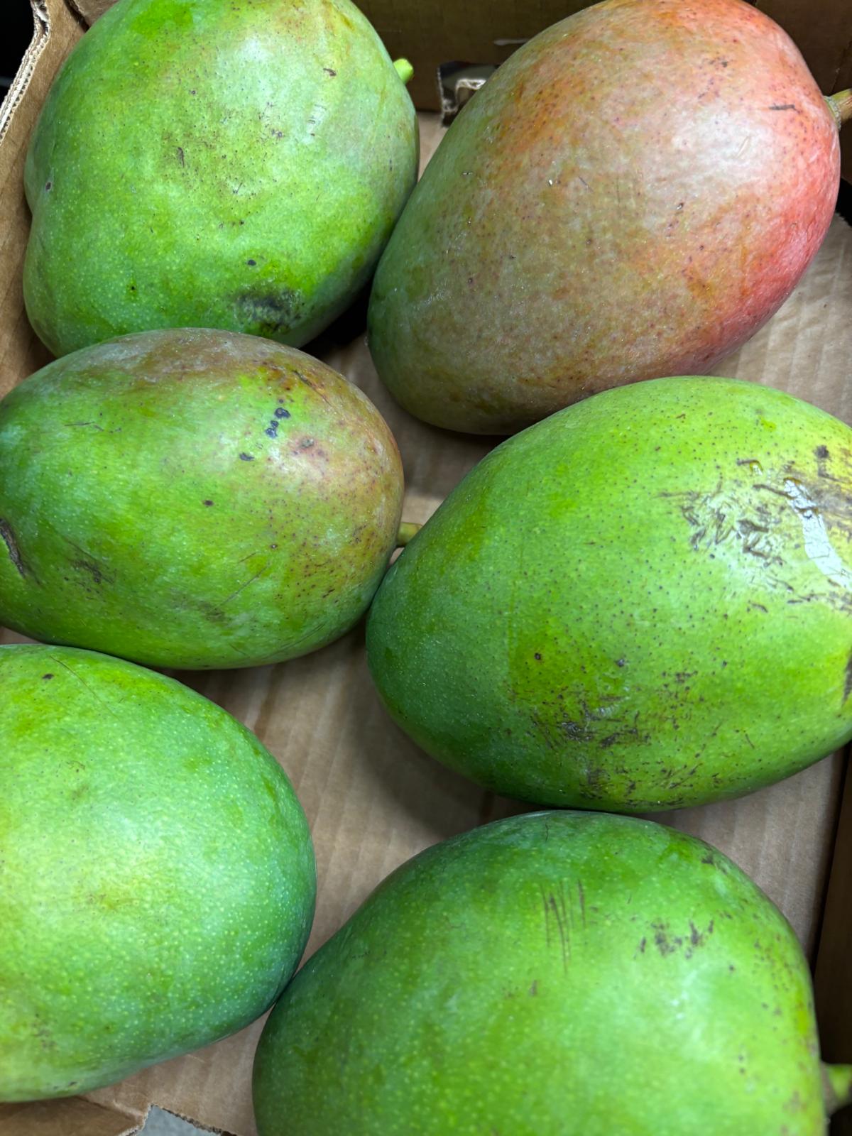Brazilian Keitt Mango (Single)