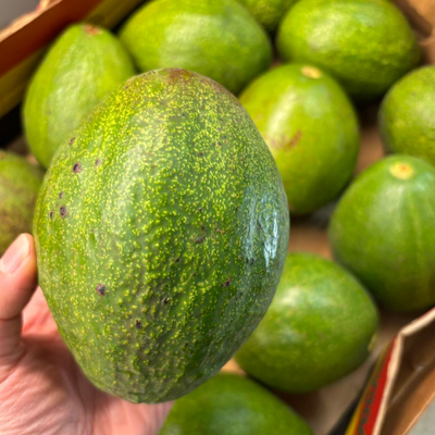 Large Ugandan Avocado (Single)