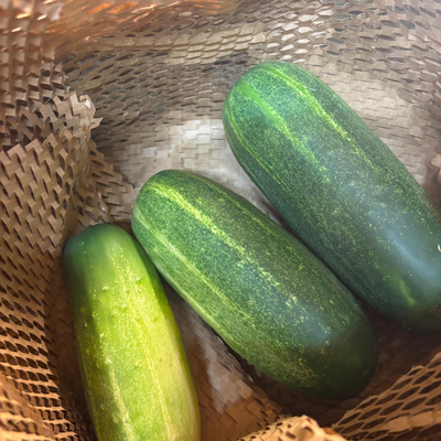 Jamaican Seeded Cucumbers - 1kg Approx