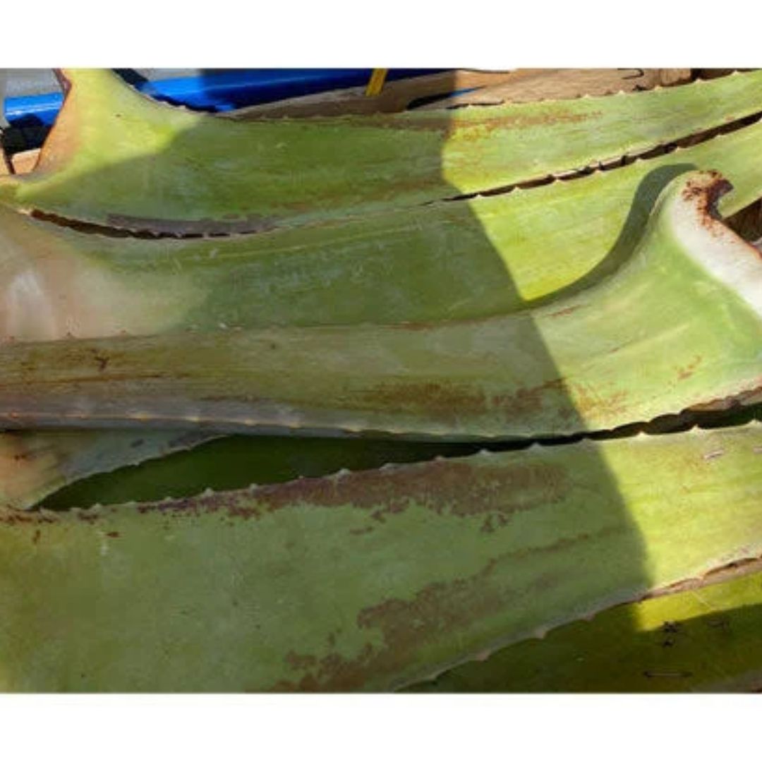 Aloe Vera Leaf (Approx 400-700g)