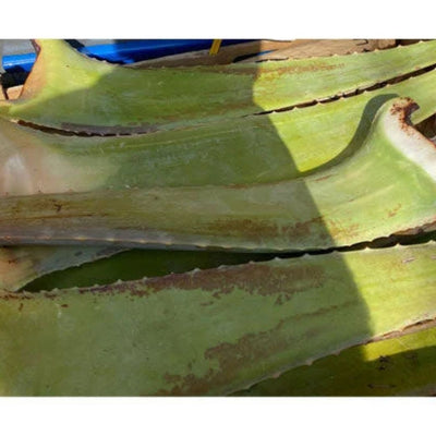 Aloe Vera Leaf (Approx 400-700g)