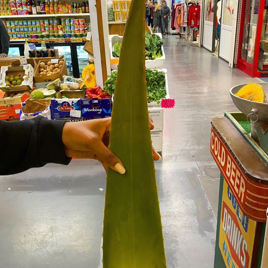 aloe vera plant grocery store Aloe Vera Leaf (Approx. 400-700g) – Riley's Tropical Food