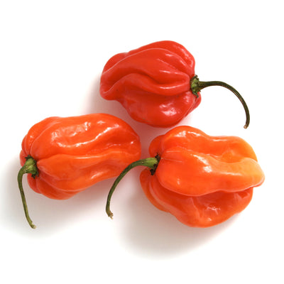 Fresh Scotch Bonnet Peppers