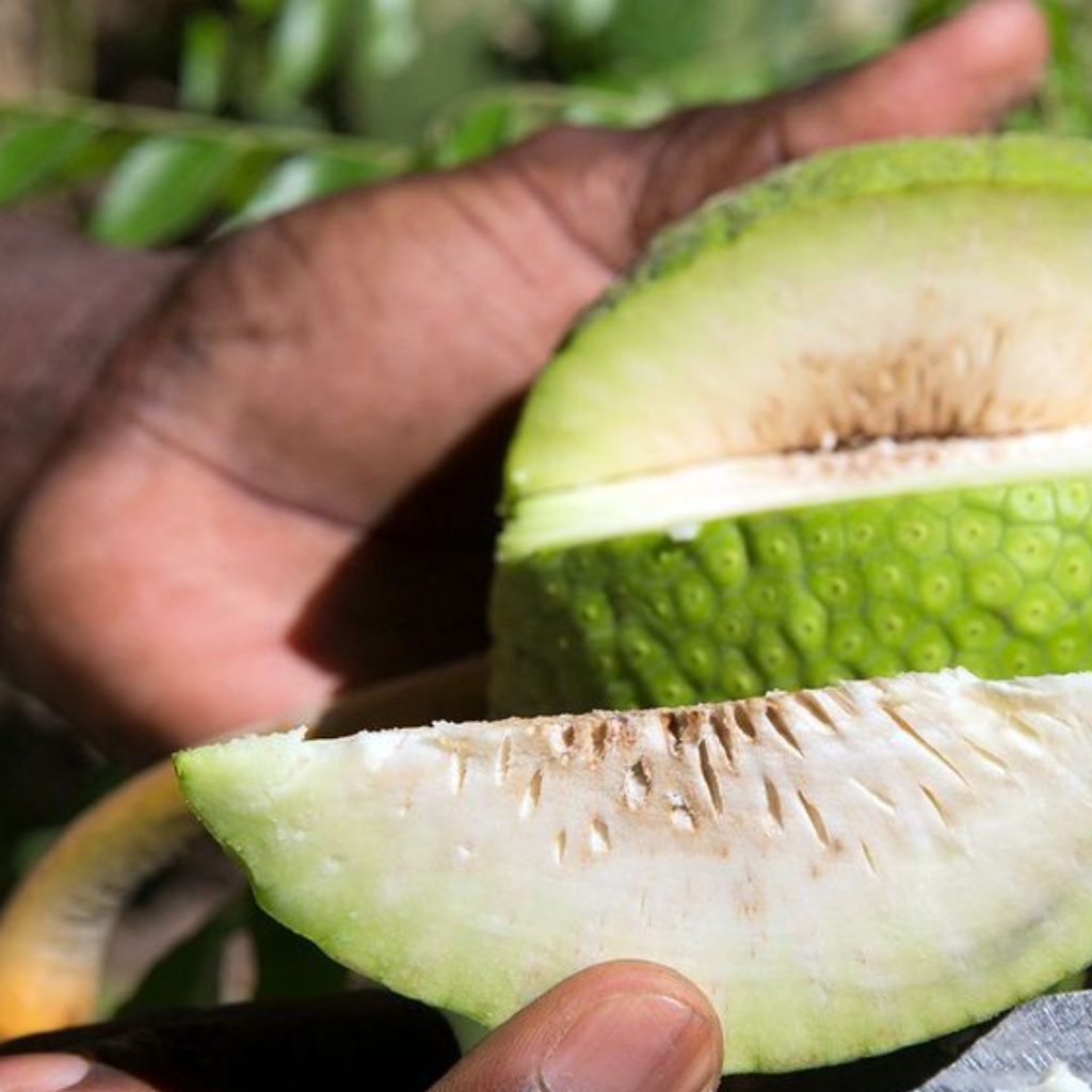St Lucian Breadfruit - 1.2kg - Listing D