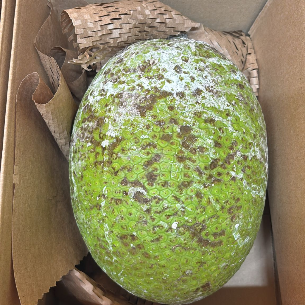 St Lucian Breadfruit - 1.9kg - Listing B
