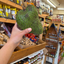St Lucian Soursop (Graviola) - 700g - Listing 5