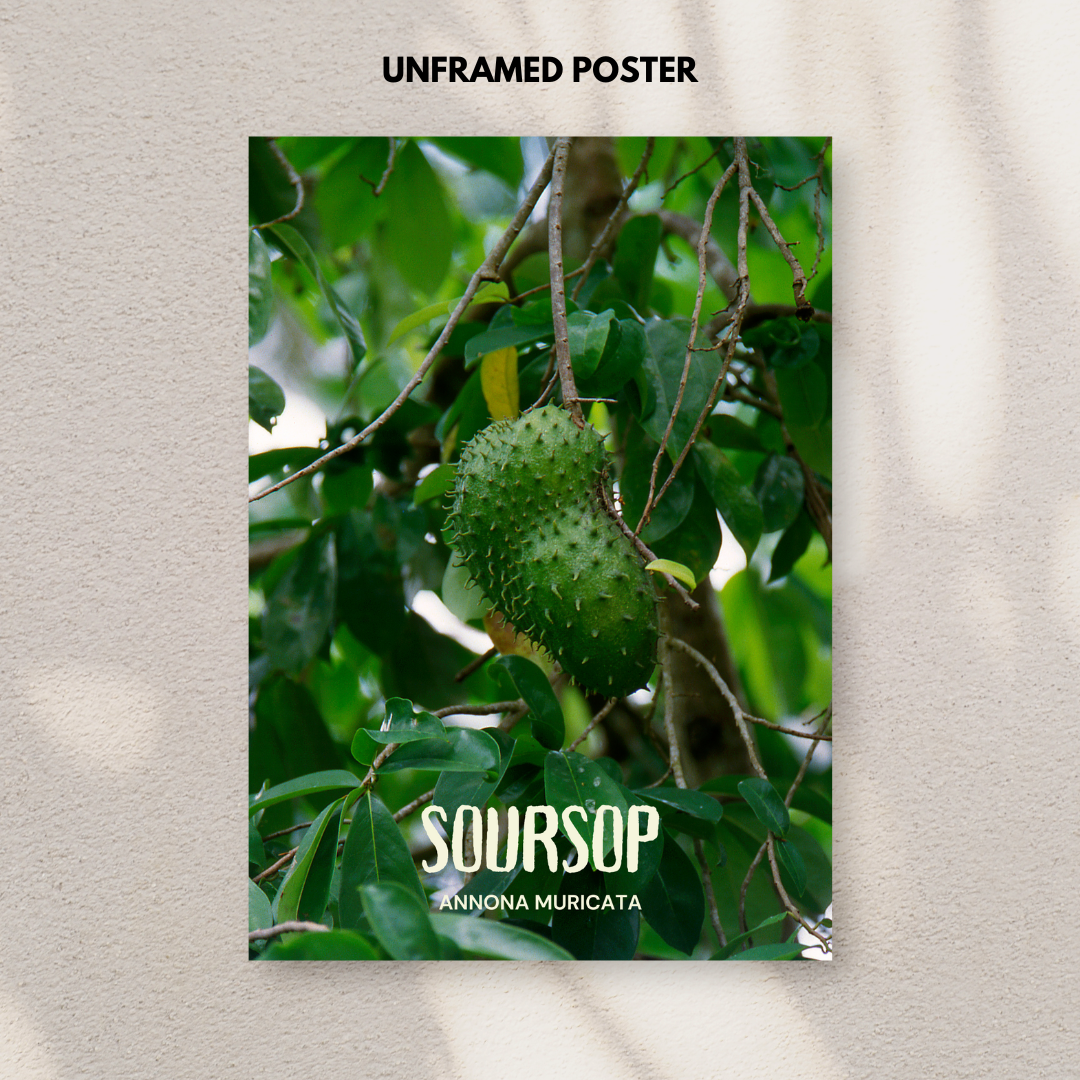 Soursop - Annona Muricata Poster Print