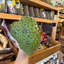 St Lucian Soursop (Graviola) - 1kg - Listing 4