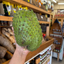 St Lucian Soursop (Graviola) - 1.3kg - Listing 2