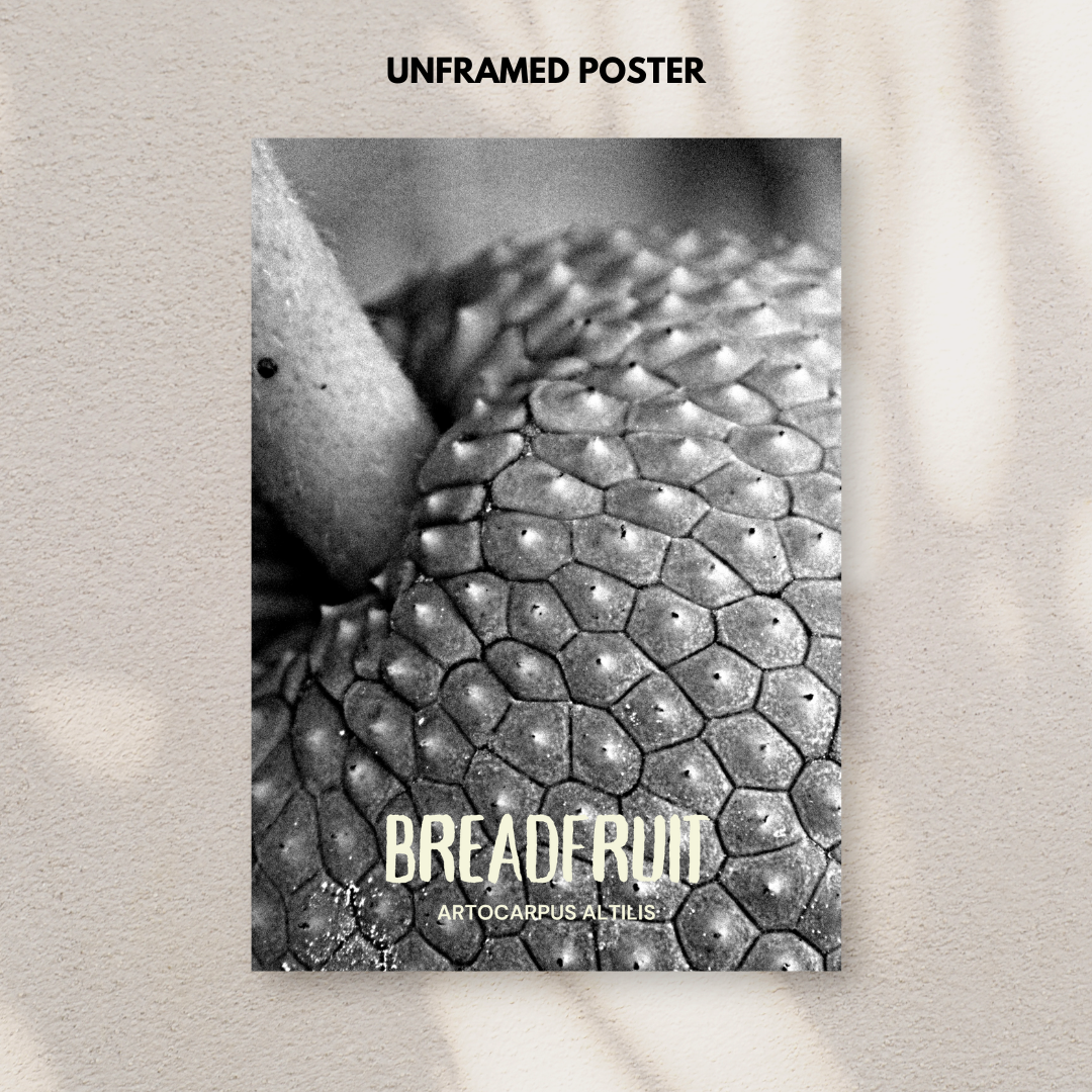 Breadfruit - Artocarpus Altilis Poster Print