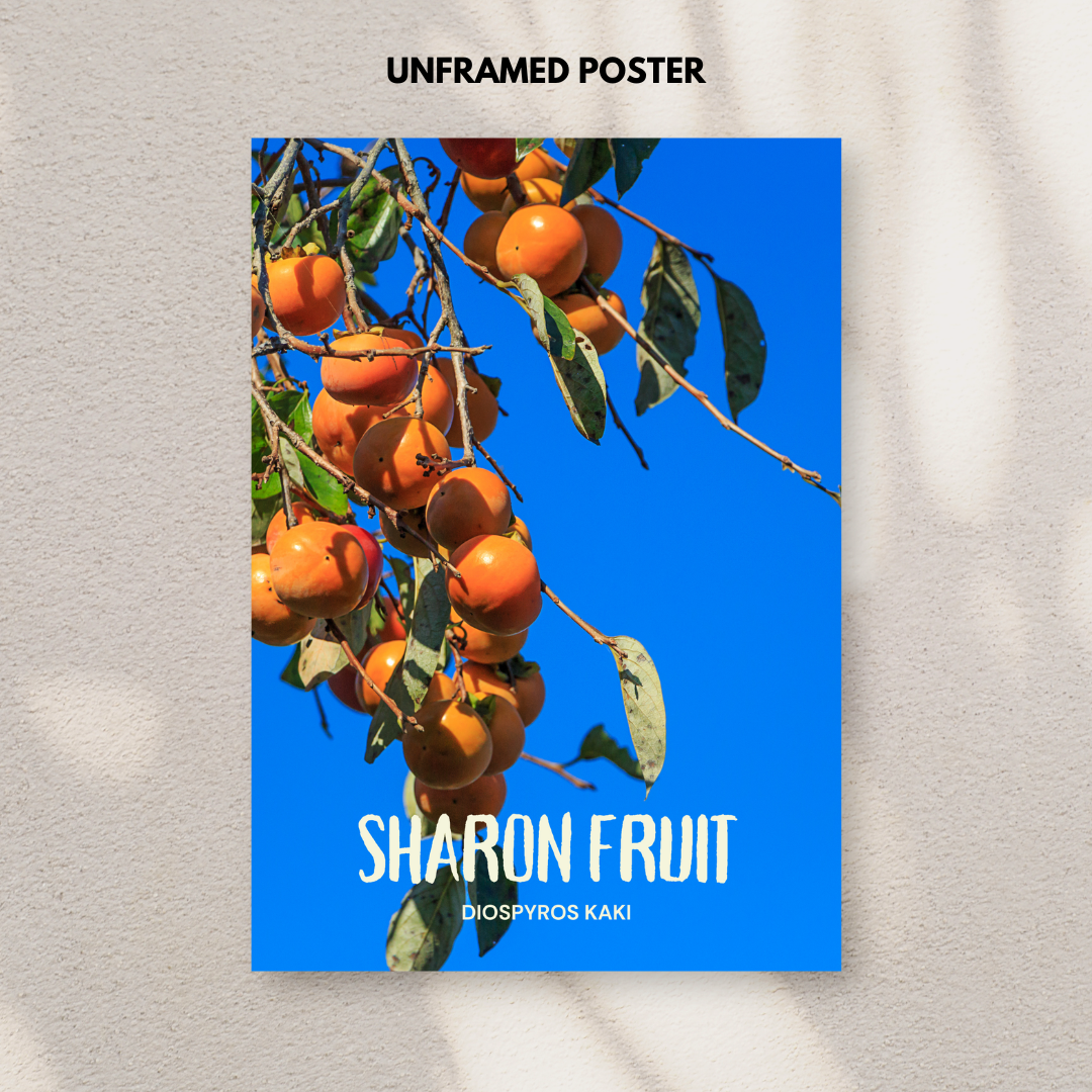 Sharon Fruit - Diospyros kaki Poster Print