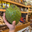 St Lucian Soursop (Graviola) - 1.1kg - Listing 3