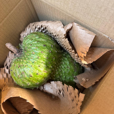 St Lucian Soursop (Graviola) - Approx 510g - Listing H