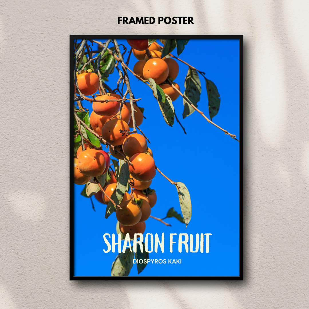 Sharon Fruit - Diospyros kaki Poster Print