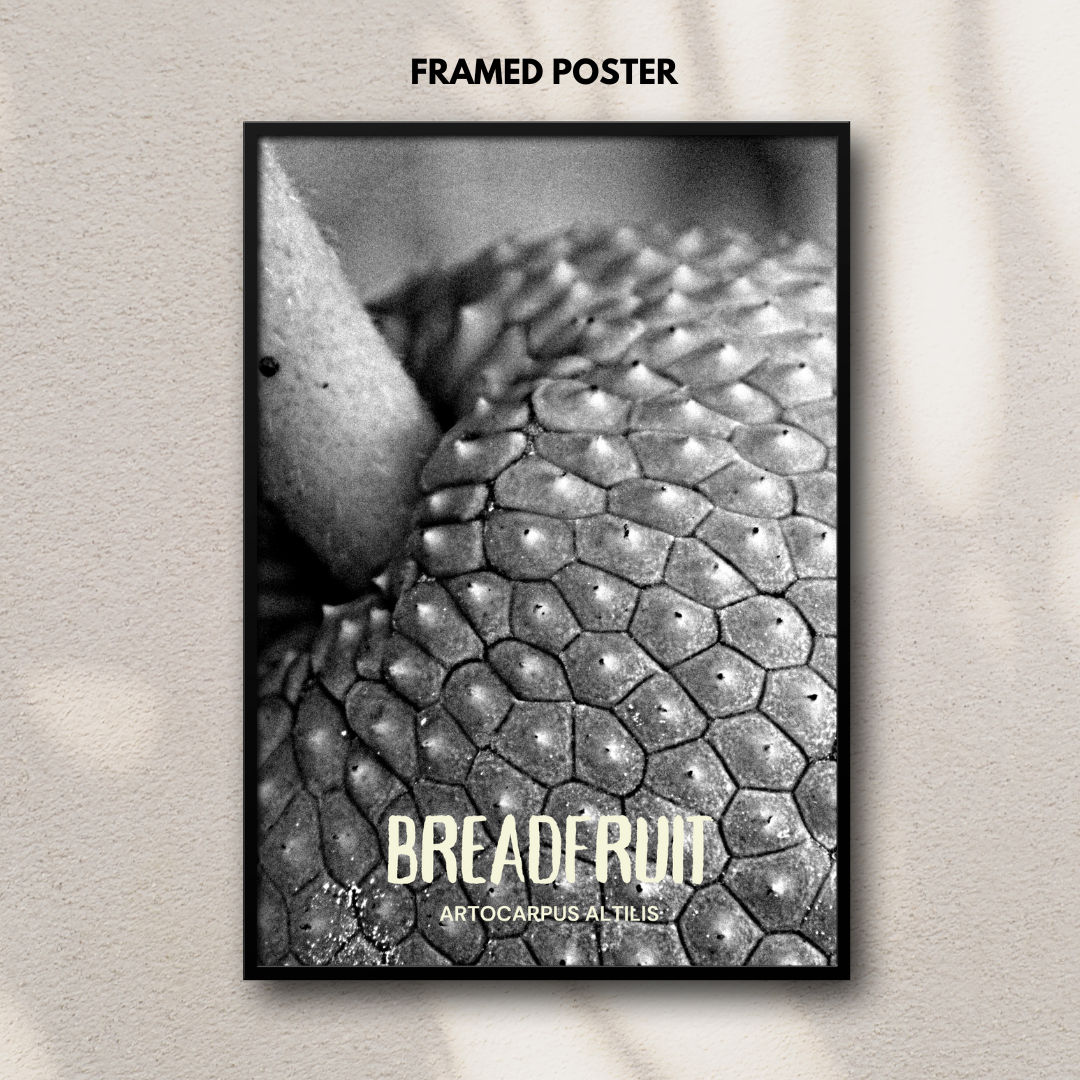 Breadfruit - Artocarpus Altilis Poster Print