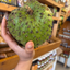 St Lucian Soursop (Graviola) - 1kg - Listing 4