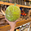St Lucian Breadfruit - 1.5kg - Listing C
