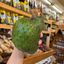 St Lucian Soursop (Graviola) - 700g - Listing 5