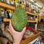 St Lucian Soursop (Graviola) - 1.3kg - Listing 2