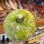 St Lucian Breadfruit - 1.5kg - Listing C