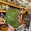 St Lucian Soursop (Graviola) - 700g - Listing 5