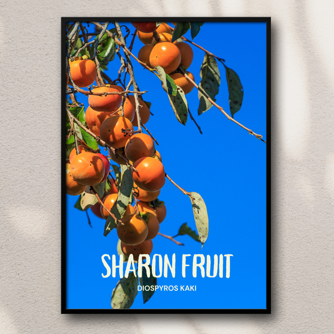 Sharon Fruit - Diospyros kaki Poster Print