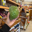 St Lucian Soursop (Graviola) - Approx 580g - Listing G
