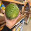 St Lucian Soursop (Graviola) - Approx 950g - Listing F