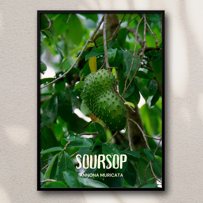 Soursop - Annona Muricata Poster Print
