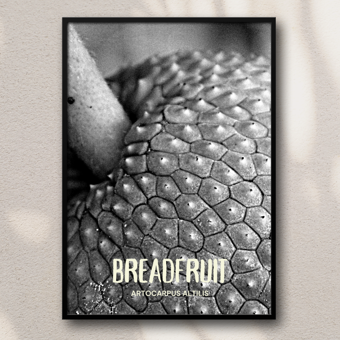 Breadfruit - Artocarpus Altilis Poster Print