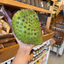 St Lucian Soursop (Graviola) - 1kg - Listing 4