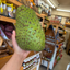St Lucian Soursop (Graviola) - 1.5kg - Listing 1