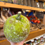 St Lucian Breadfruit - 1.5kg - Listing C