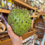 St Lucian Soursop (Graviola) - 1kg - Listing 4